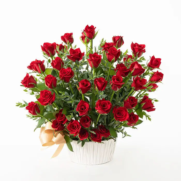 ホシファーム 薔薇の御祝アレンジメント ルージュ