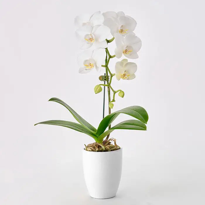 ミディ胡蝶蘭1本立て 白3号鉢【産地直送品・送料込み】