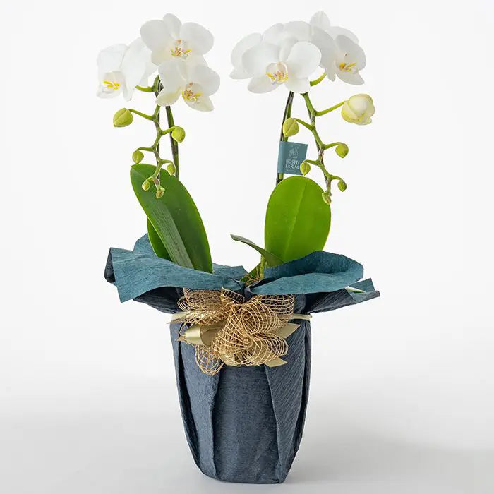 ミディ胡蝶蘭2本立て 白4.5号鉢 青【産地直送品・送料込み】