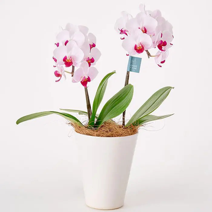 ミディ胡蝶蘭2本立て赤リップ4.5号鉢【産地直送品・送料込み】