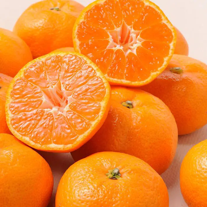 【お中元限定・送料無料】ハウスみかん［１．１ｋｇ］