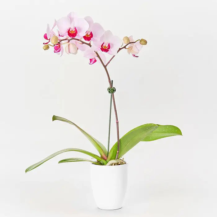 ミディ胡蝶蘭１本立て　赤リップ３号鉢【産地直送品・送料込み】