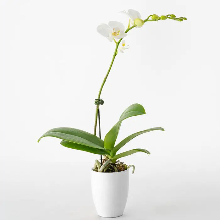 ミディ胡蝶蘭１本立て　白３号鉢【産地直送品・送料込み】