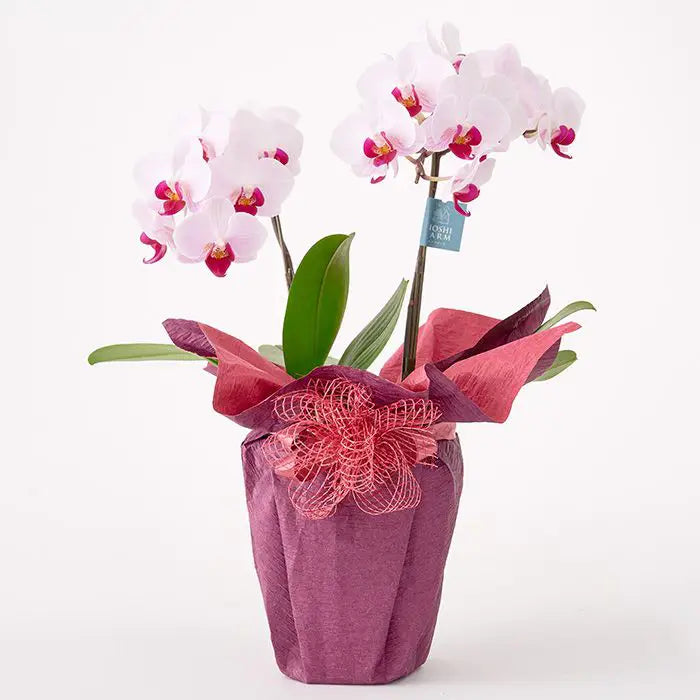 ミディ胡蝶蘭２本立て赤リップ４．５号鉢赤【産地直送品・送料込み】