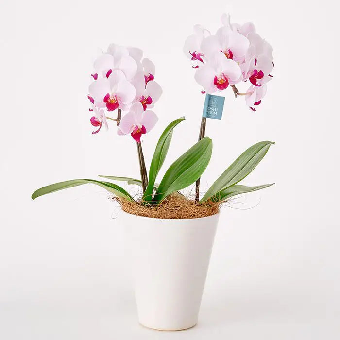 ミディ胡蝶蘭２本立て赤リップ４．５号鉢赤【産地直送品・送料込み】