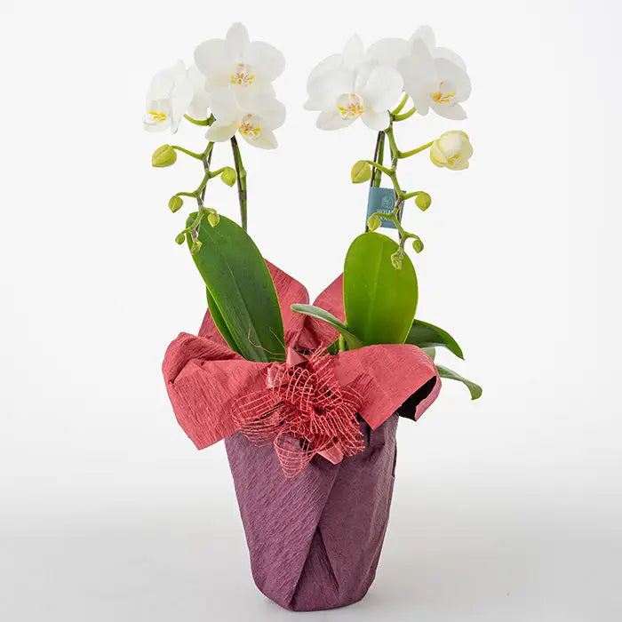 ミディ胡蝶蘭２本立て　白４．５号鉢　赤【産地直送品・送料込み】