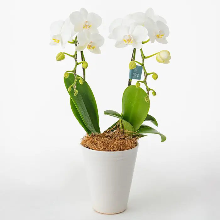 ミディ胡蝶蘭２本立て　白４．５号鉢　青【産地直送品・送料込み】