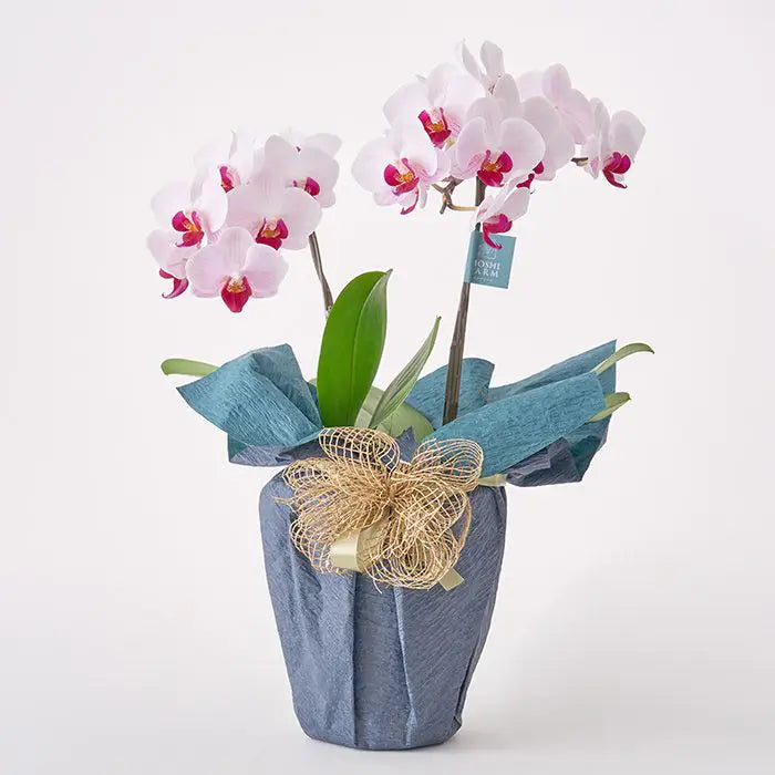 ミディ胡蝶蘭２本立て赤リップ４．５号鉢青【産地直送品・送料込み】