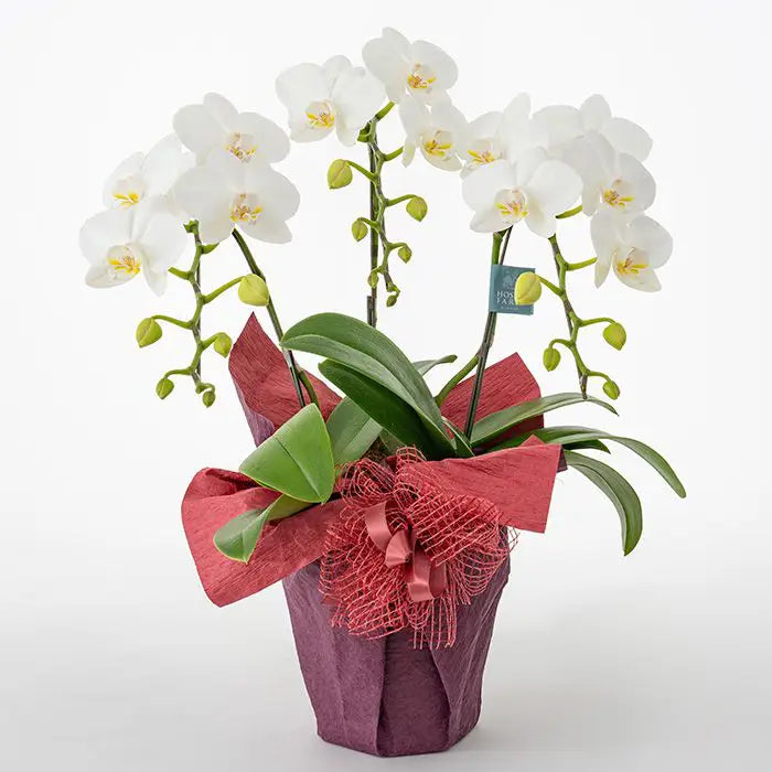 ミディ胡蝶蘭３本立て　白５号鉢　赤包装【産地直送品・送料込み】