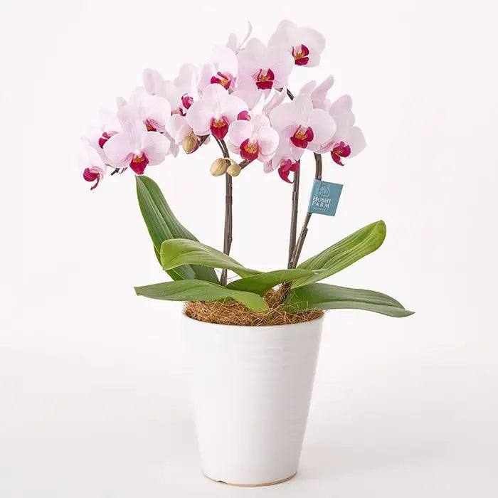 ミディ胡蝶蘭３本立て　赤リップ５号鉢【産地直送品・送料込み】