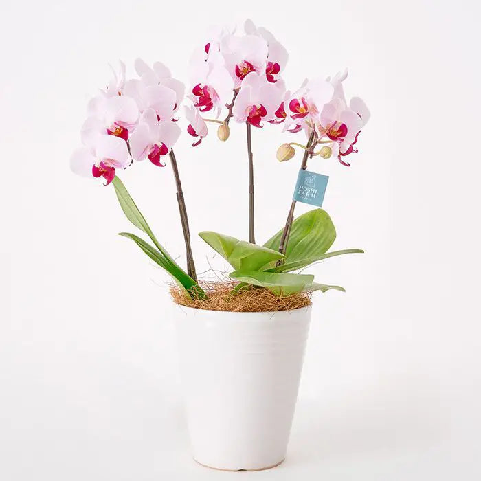 ミディ胡蝶蘭３本立て　赤リップ５号鉢【産地直送品・送料込み】