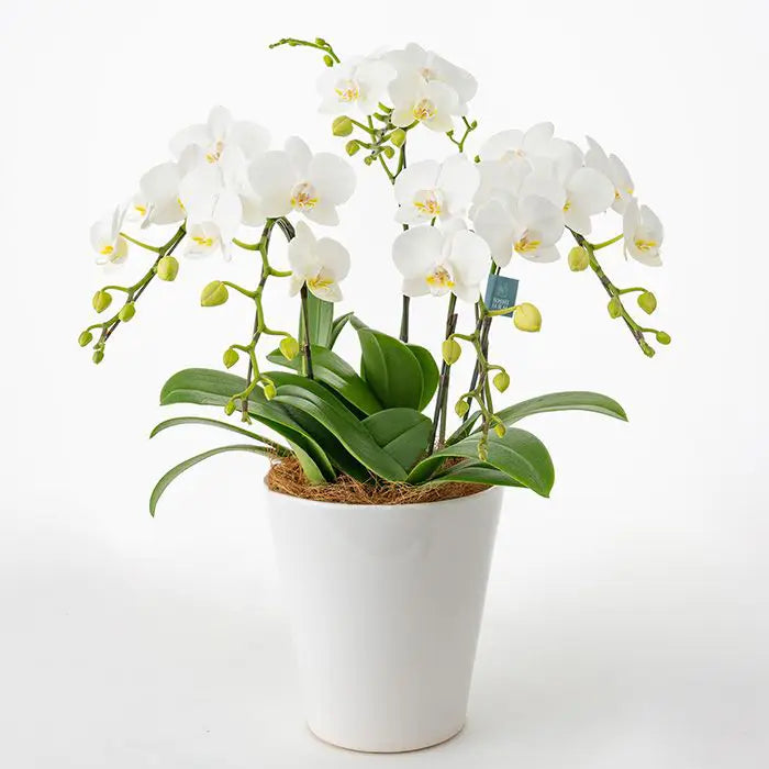 ミディ胡蝶蘭５本立て　白６号鉢【産地直送品・送料込み】
