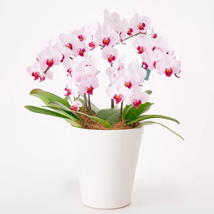 ミディ胡蝶蘭５本立て　赤リップ６号鉢【産地直送品・送料込み】