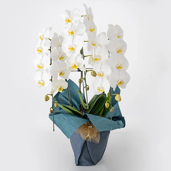 ホシファーム×キノイ 大輪胡蝶蘭3本立て33輪 白系（緑リボン）｜お